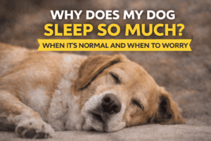 why-does-my-dog-sleep-so-much