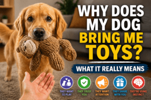 why does my dog bring me toys